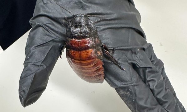 Australian cockroach kingpin caught with 100,000 illegal insects in record bug bust