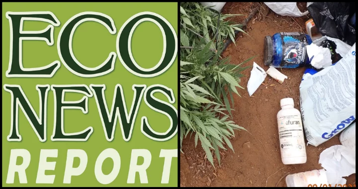 THE ECONEWS REPORT: Cleaning Up Cannabis