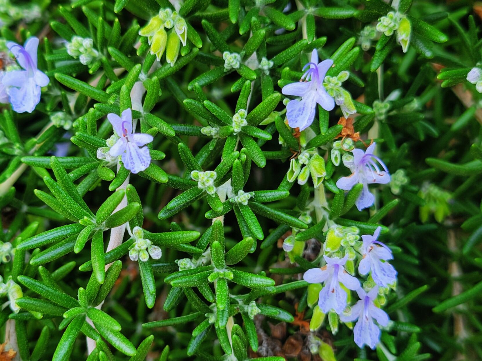 Stephen Brueggerhoff: Versatile rosemary shrub delights the senses