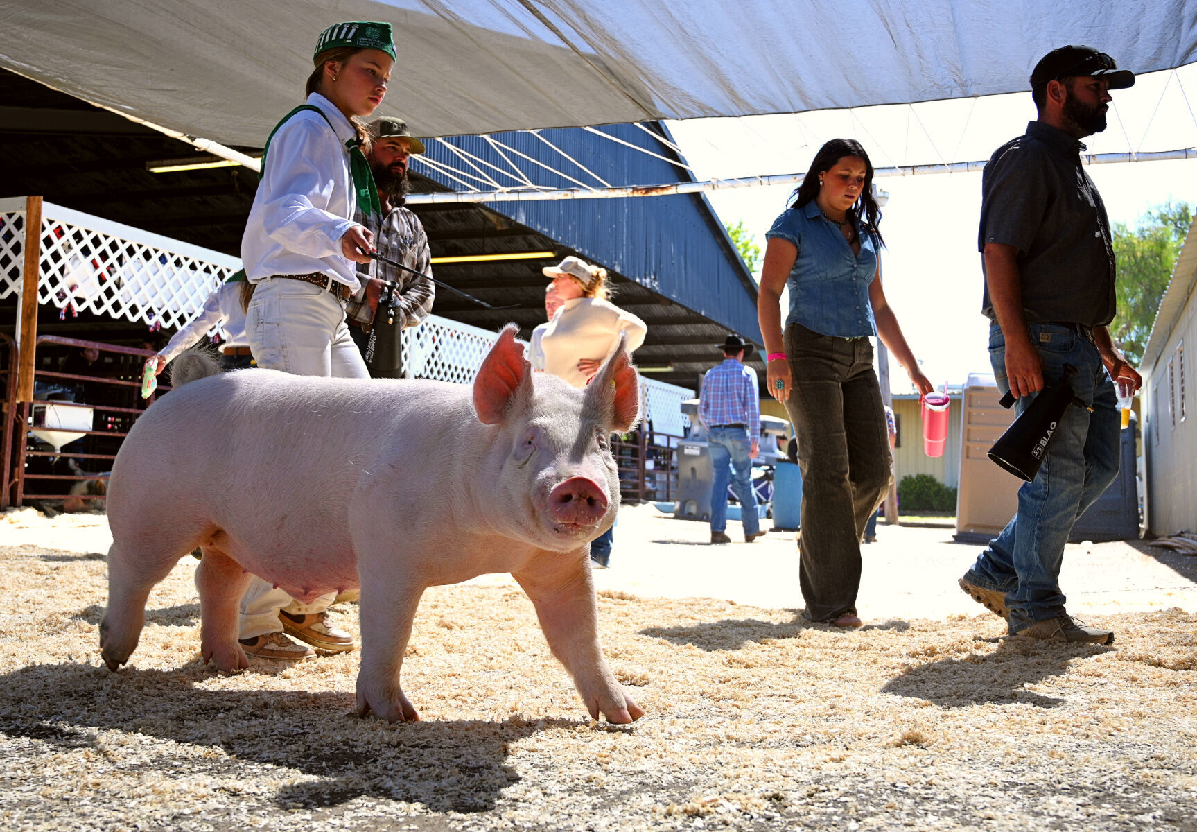Livestock, showmanship, agriculture take center stage during week two of Santa Barbara County Fair
