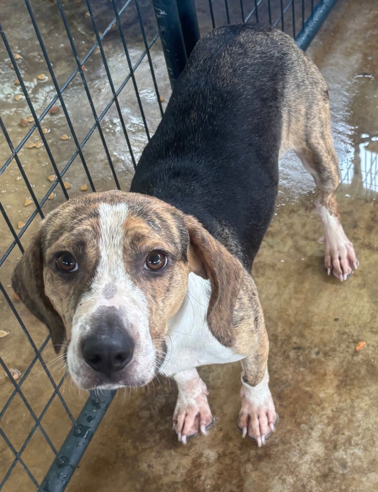 Pet of the Week: July 11