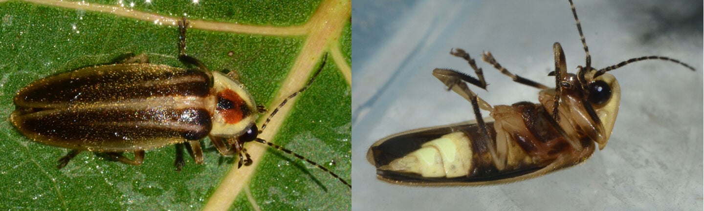 Fireflies light up summer nights with a fascinating life cycle