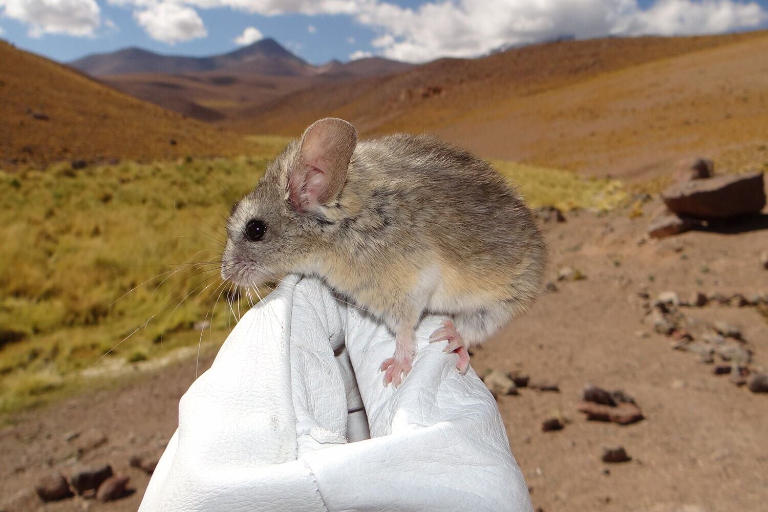 UM scientists: World’s highest-dwelling mammal could boost cancer treatments
