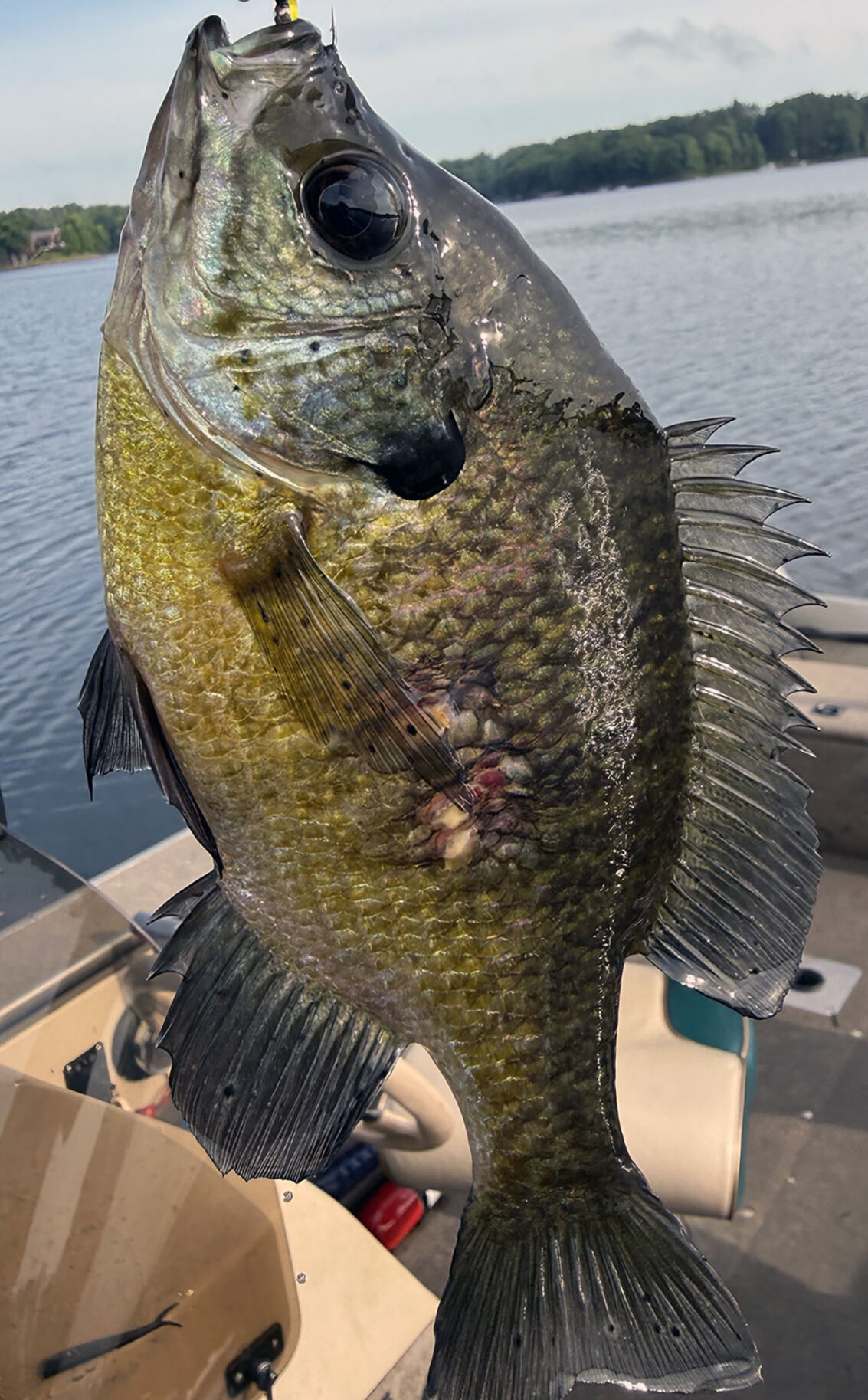 Patrick Durkin: Unsightly fish diseases don’t always make fillets unfit to eat