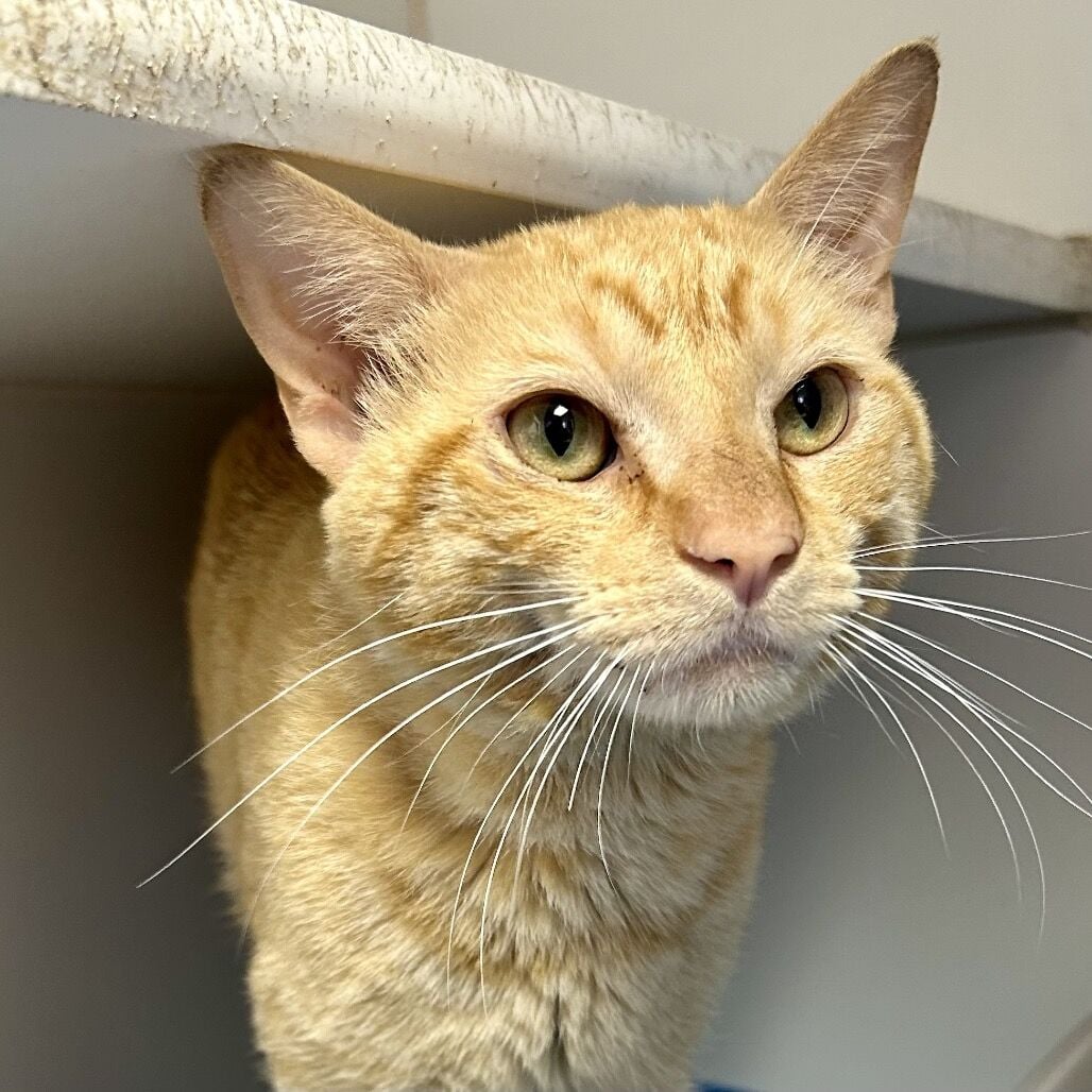 Pet of the Week: joyful cat and friendly dog ready for adoption