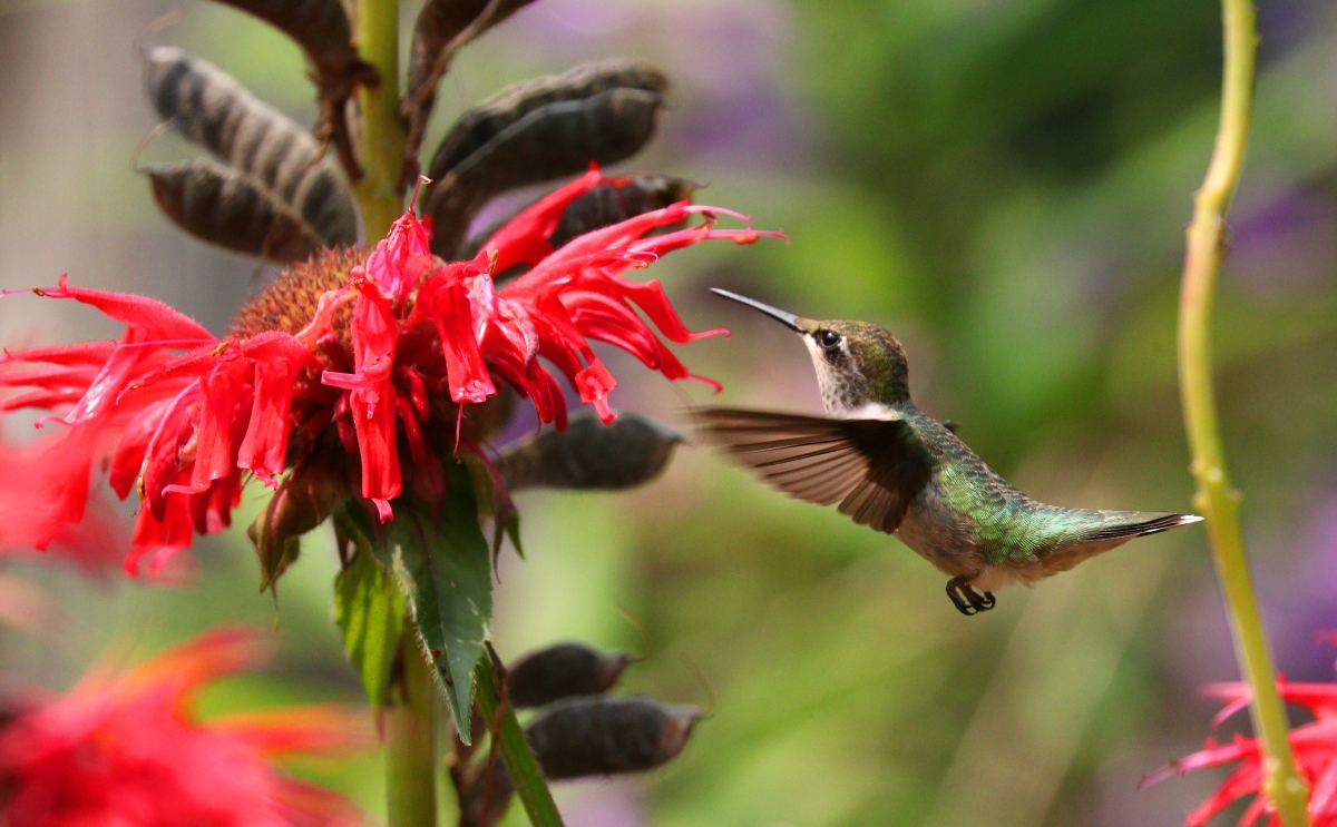 It’s time to welcome back the female hummingbirds to your feeders
