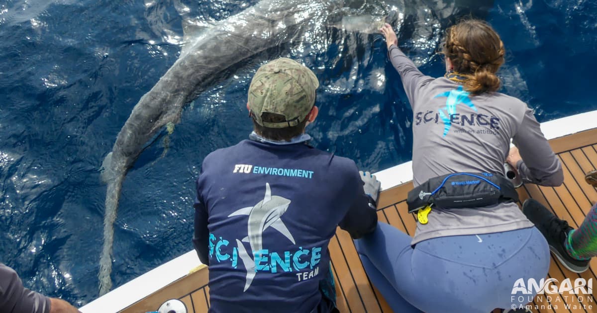Graduate students awarded Guy Harvey Fellowships to advance shark research