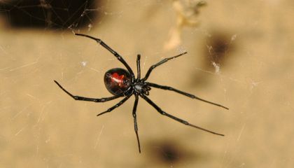 Here’s Why These Male Spiders Sacrifice Themselves by Somersaulting Into Females’ Fangs While Mating