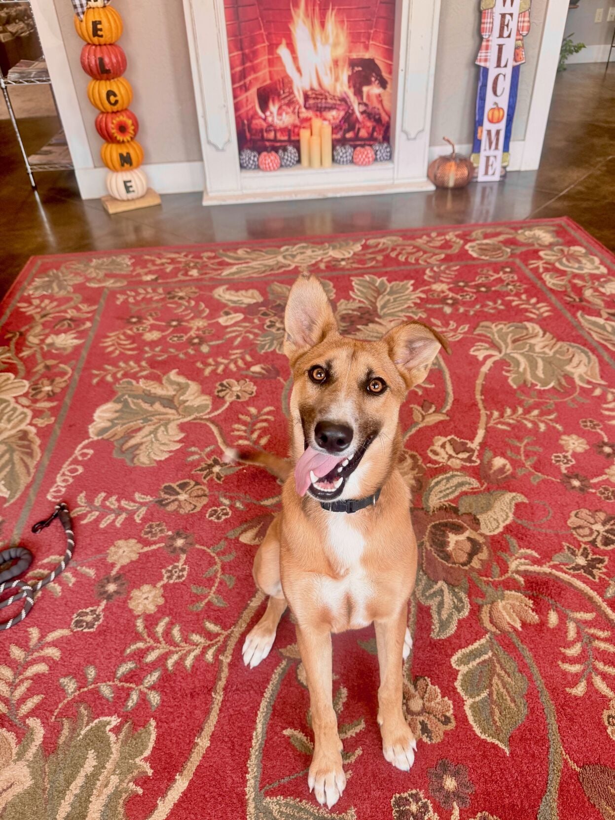 SCHS Column: Celine ready to sing with her new family