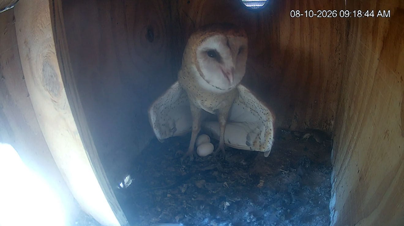Live nest cam of barn owls in Arizona gets surprise second season