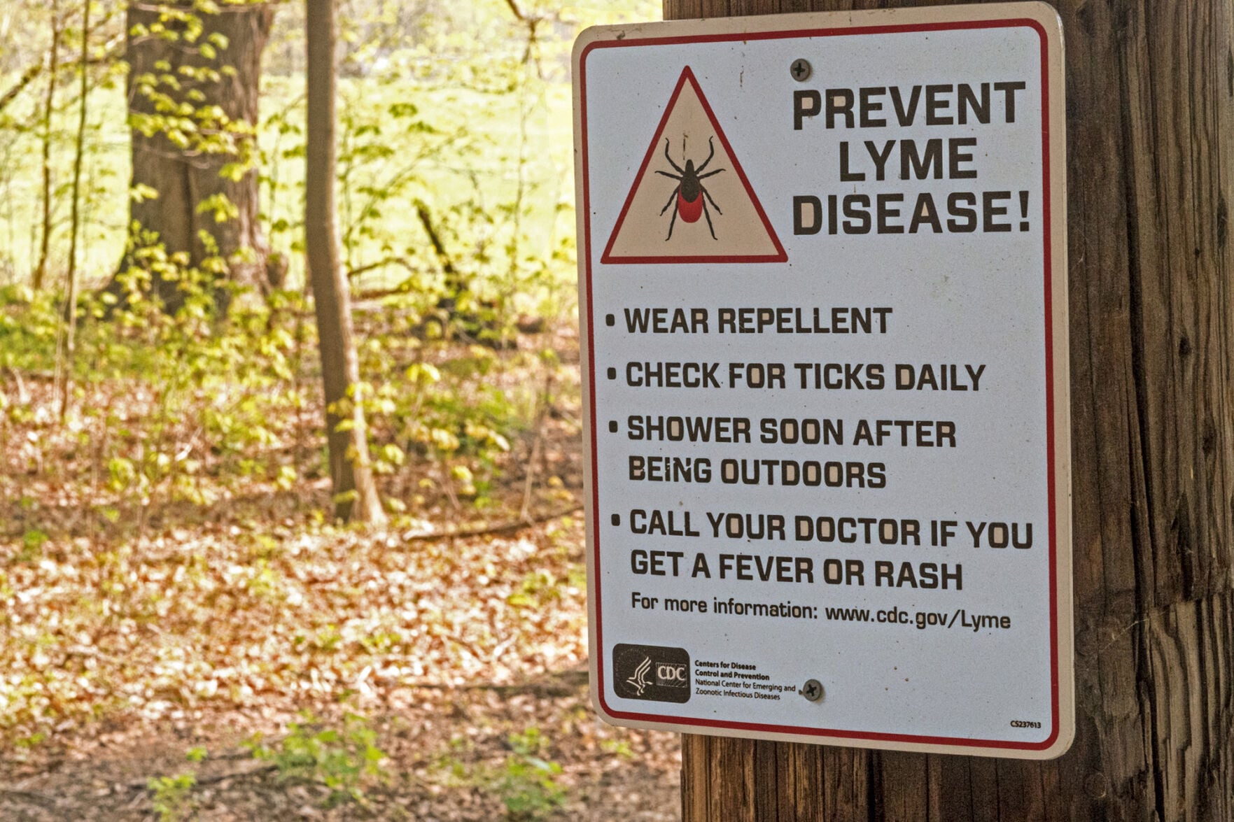 Mice may drive Lyme disease more than deer