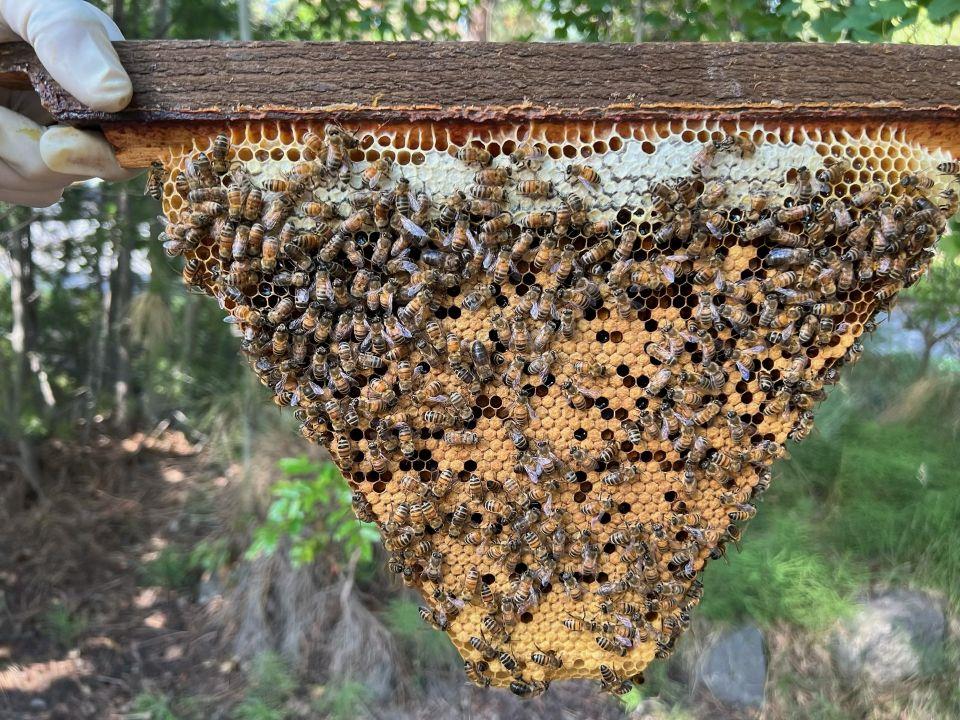 August crucial time for Central Oregon bees, other pollinators