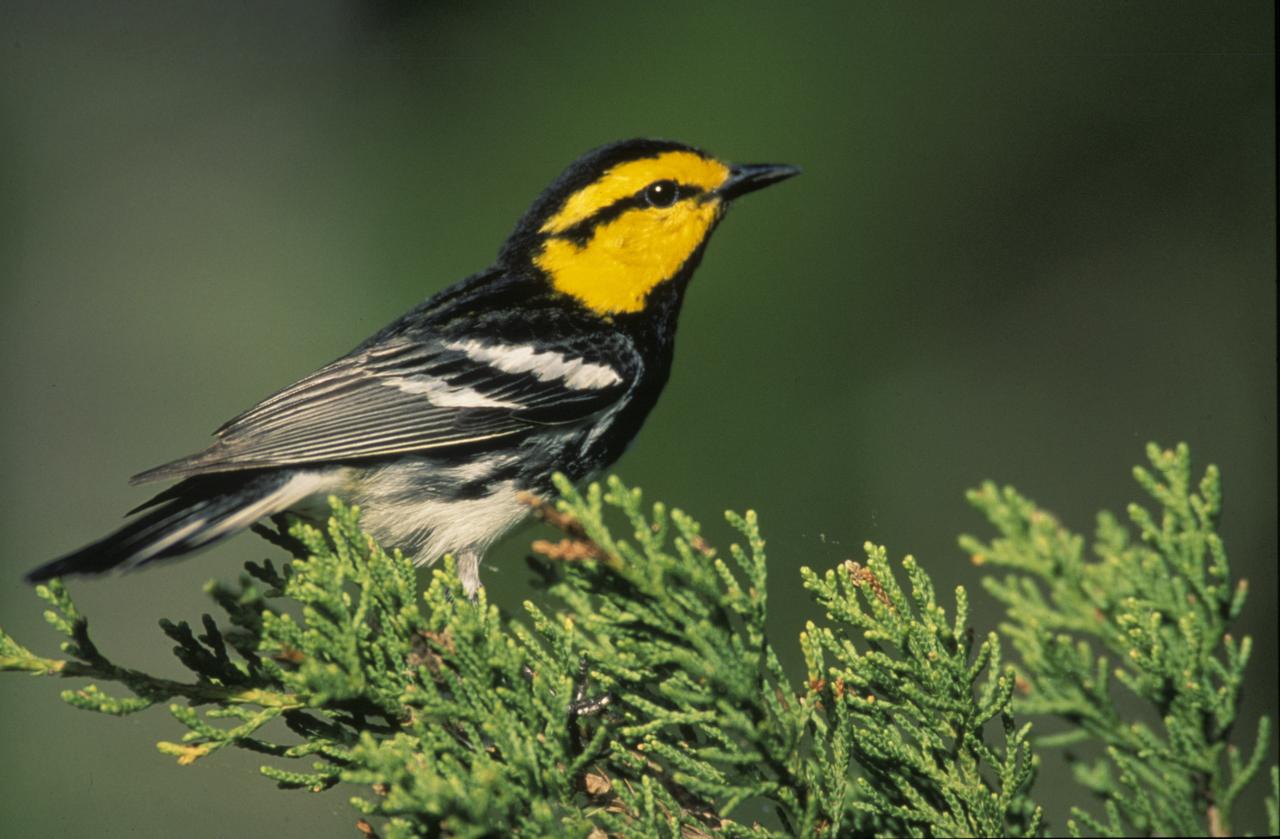 Curran: Trump redefinition defangs Endangered Species Act