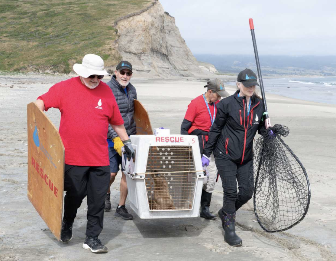 Domoic acid outbreak hits Coastside as sea lion rescues surge